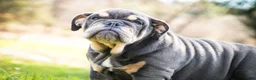 English Bulldog dogs for sale: Xena - Ad 5