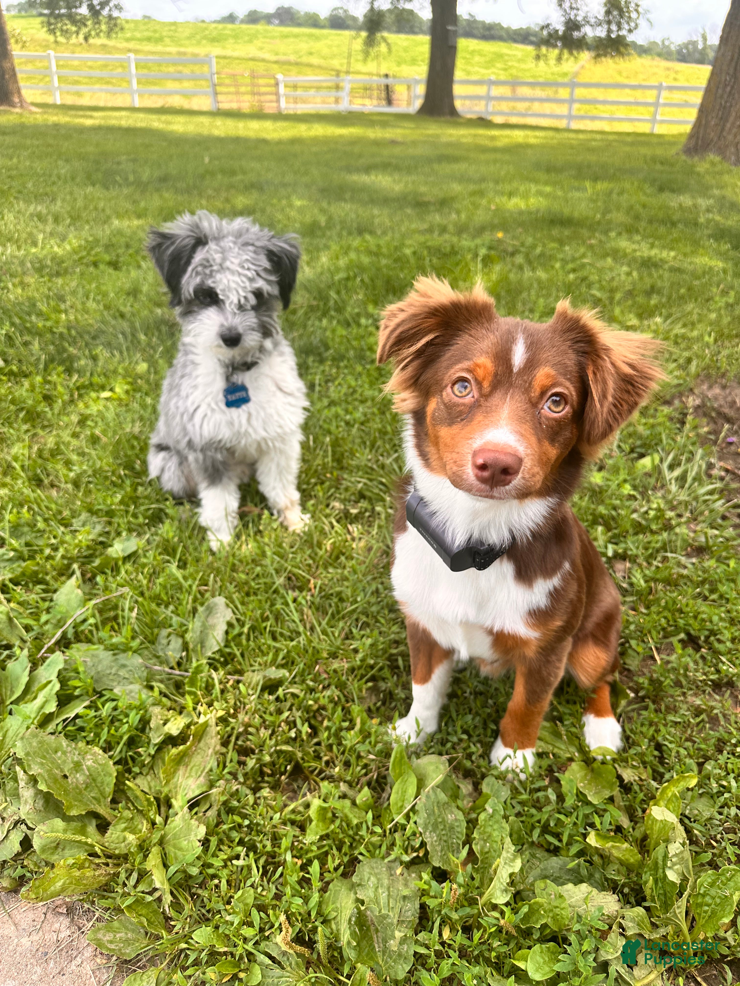 Toy Australian Shepherd dogs Blossom - Ad 2