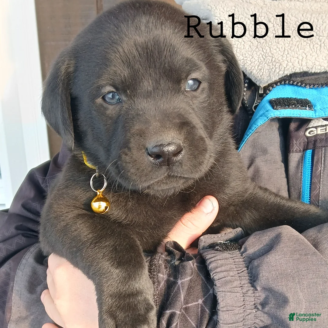 Labrador Retriever dogs for sale: RUBBLE - Ad 2