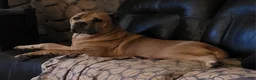 Cane Corso dogs for sale: Cane Corso black brindle female 2 - Ad 3