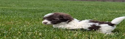 Havapoo dogs for sale: Hops - Ad 3