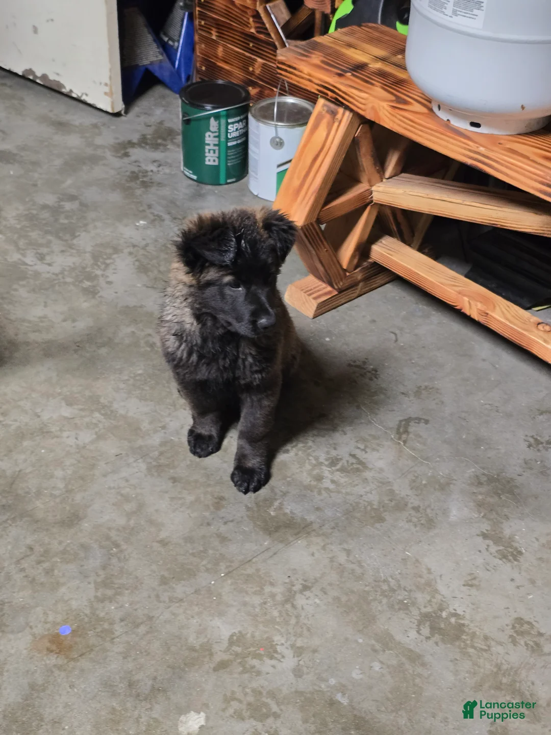 Mixed Breed dogs for sale: Mixed Breed Puppy 5 - Ad 2