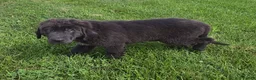 Newfoundland dogs for sale: Rusty - Ad 7