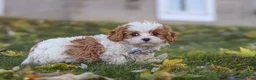 Cavapoo dogs for sale: Alice - Ad 8