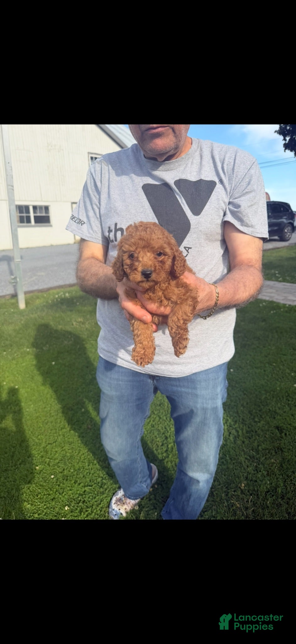 Toy Poodle dogs Toy Poodle 1 - Ad 33