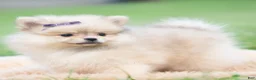 Pomeranian dogs for sale: Josephine - Ad 6