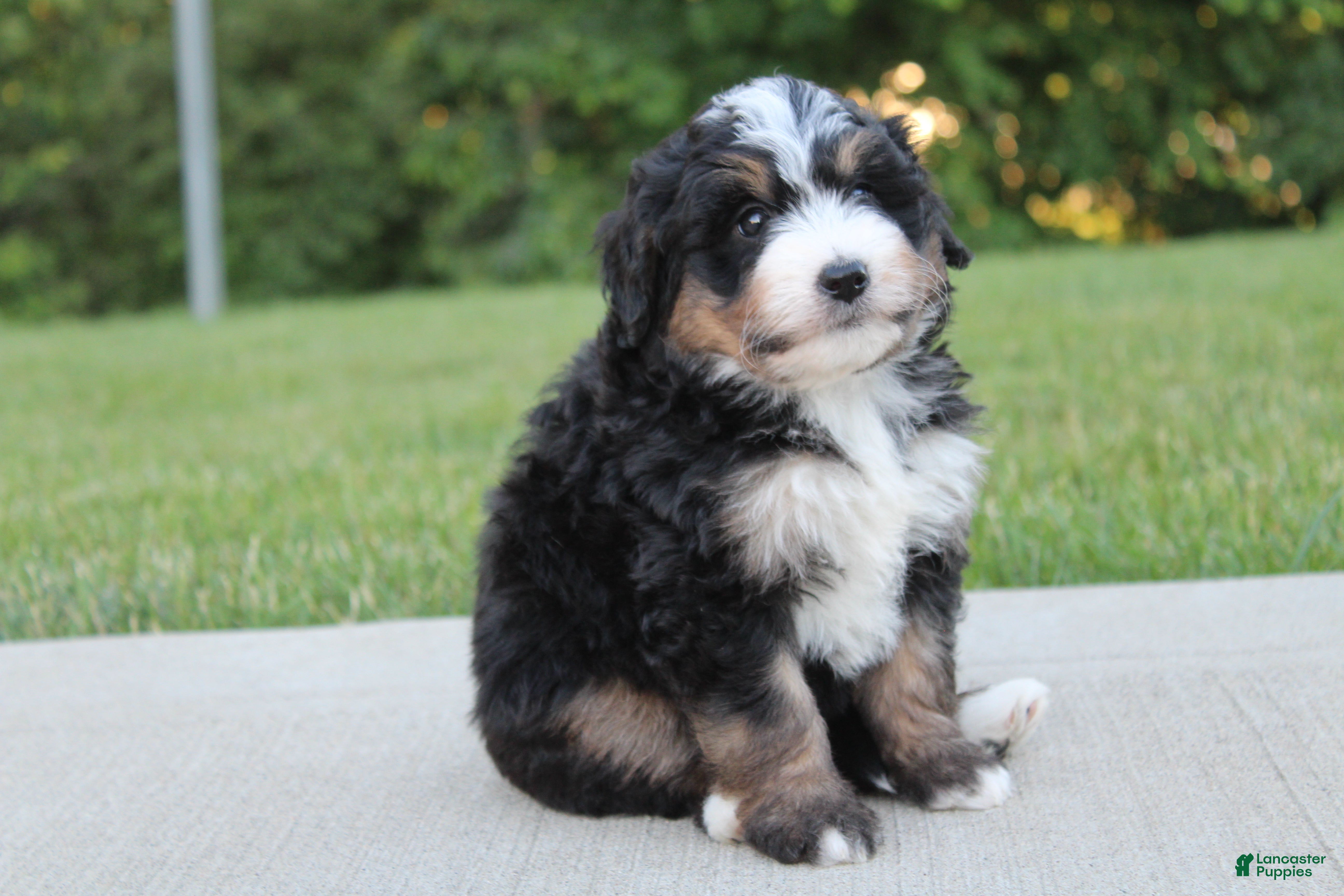 Mini Bernedoodle dogs Daisy - Ad 1
