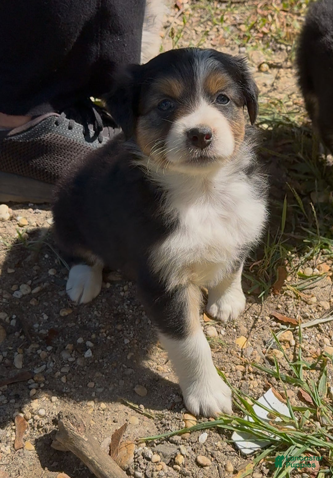 Australian Shepherd dogs for sale: Australian Shepherd Puppy 7 - Ad 3