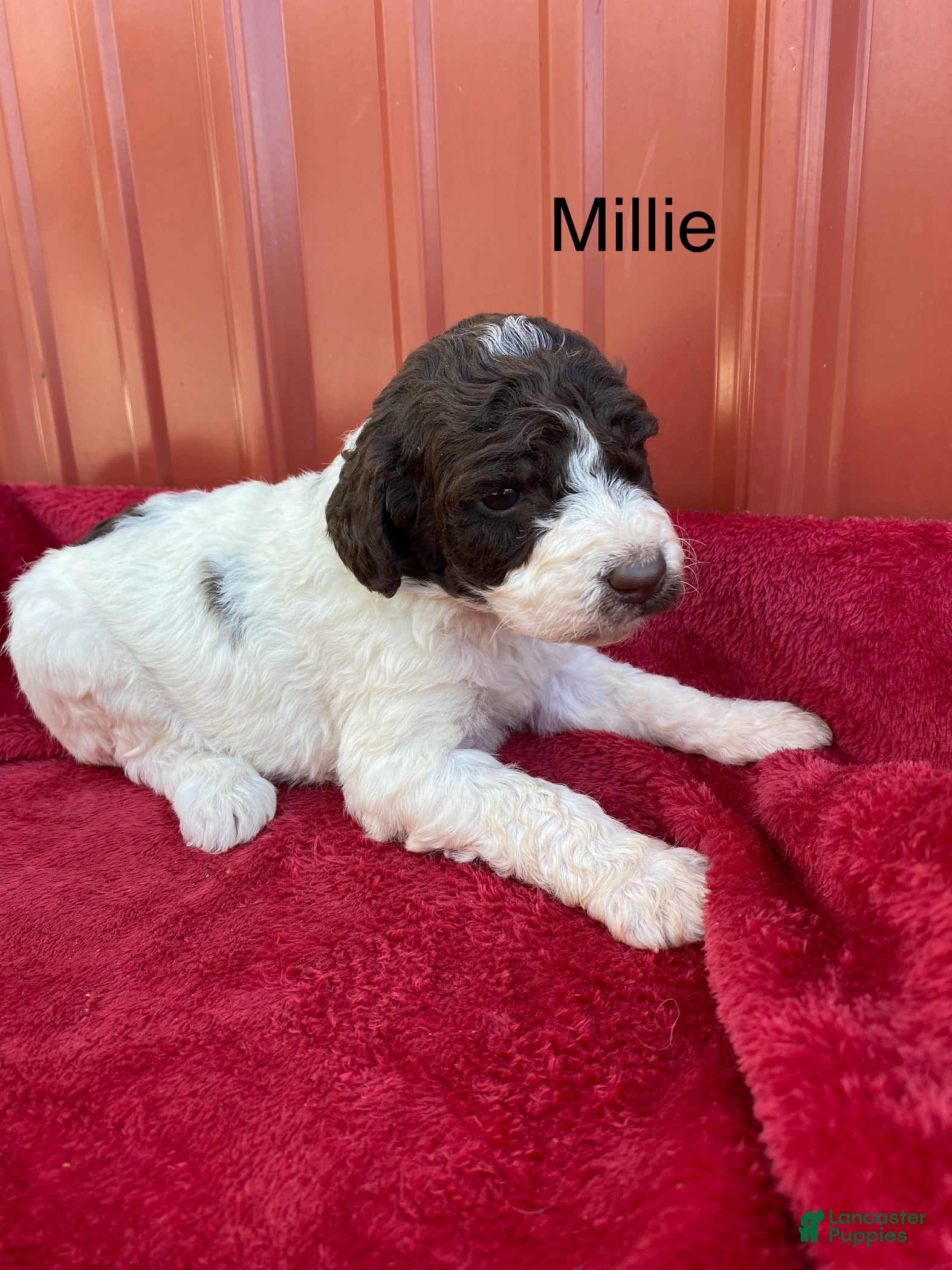 Labradoodle dogs F1bb Millie - Ad 2
