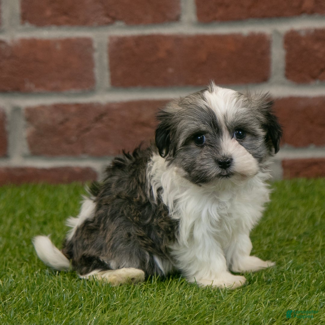 Havapoo dogs for sale: Izzy - Ad 7