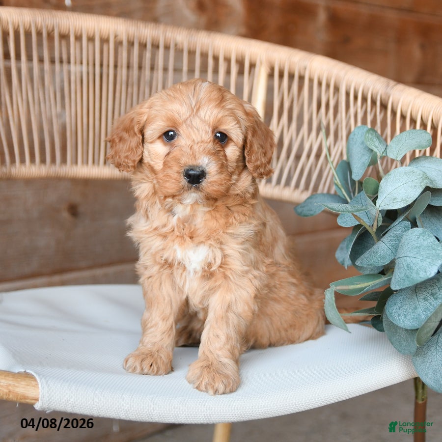 Mini Bernedoodle dogs Minnie - Ad 1