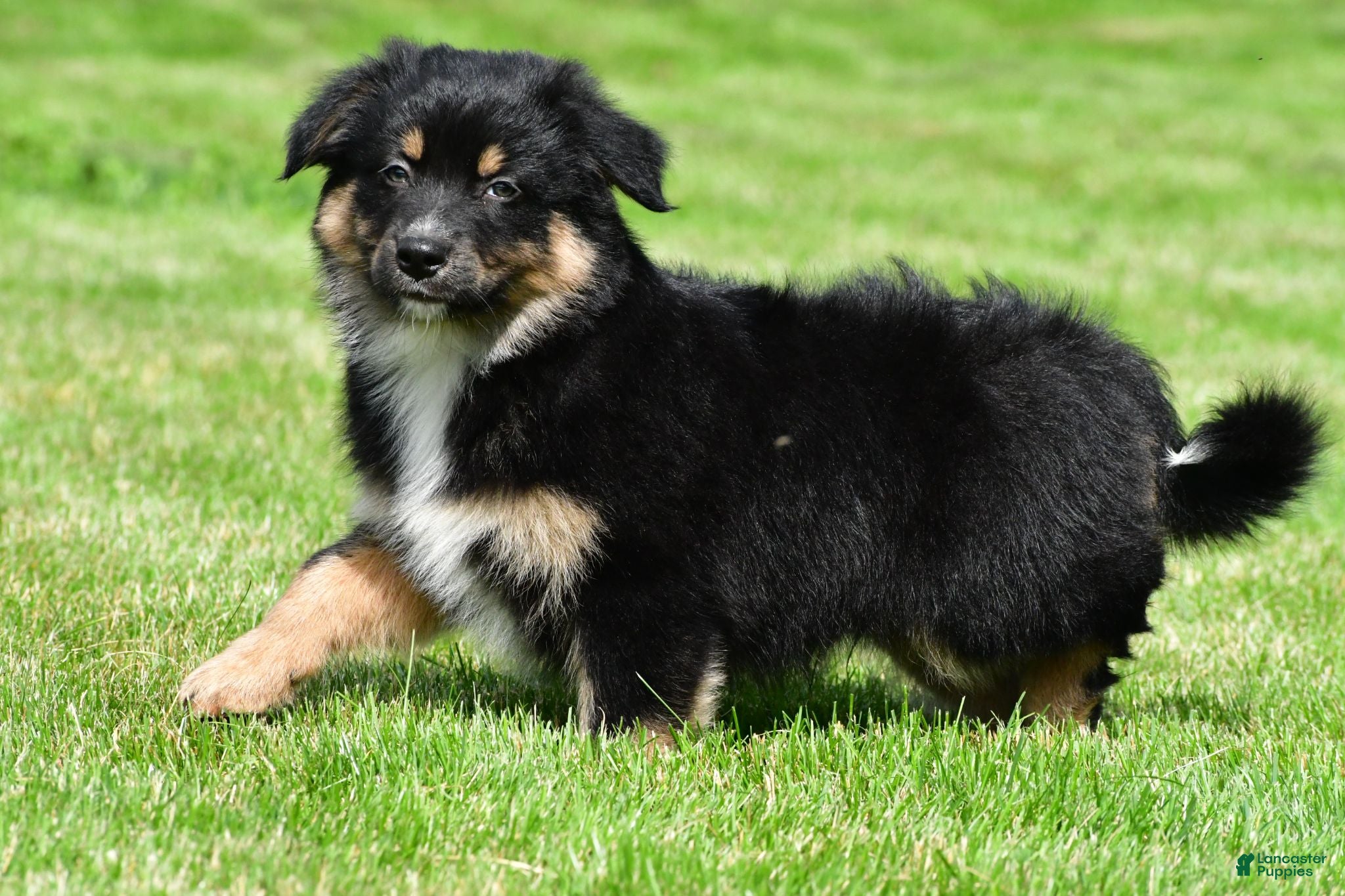 Australian Shepherd dogs Carson - Ad 2