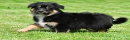 Australian Shepherd dogs for sale: Carson - Ad 2