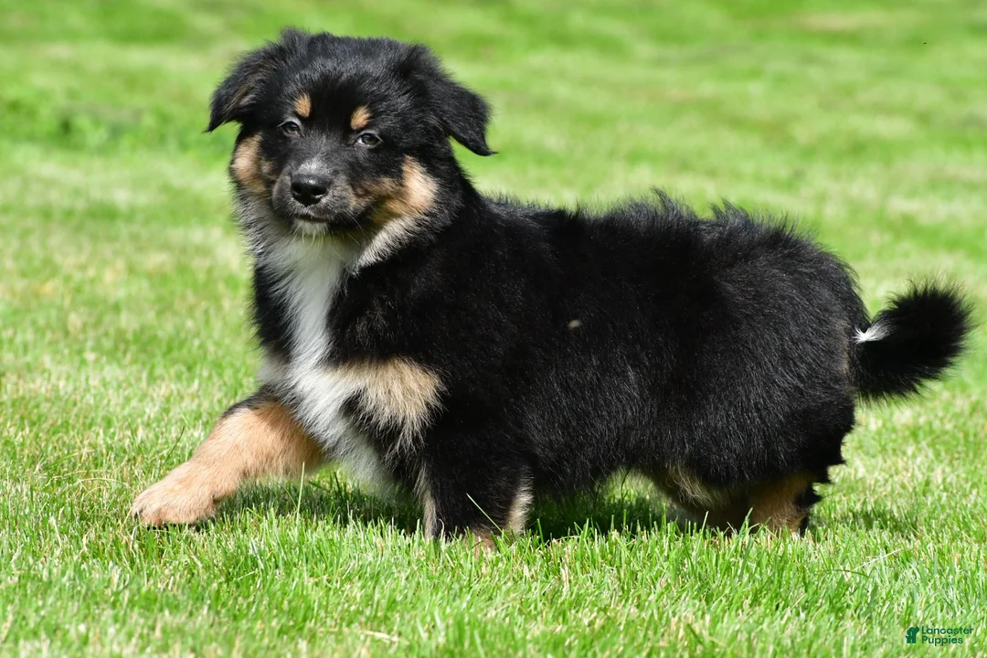 Australian Shepherd dogs for sale: Carson - Ad 2