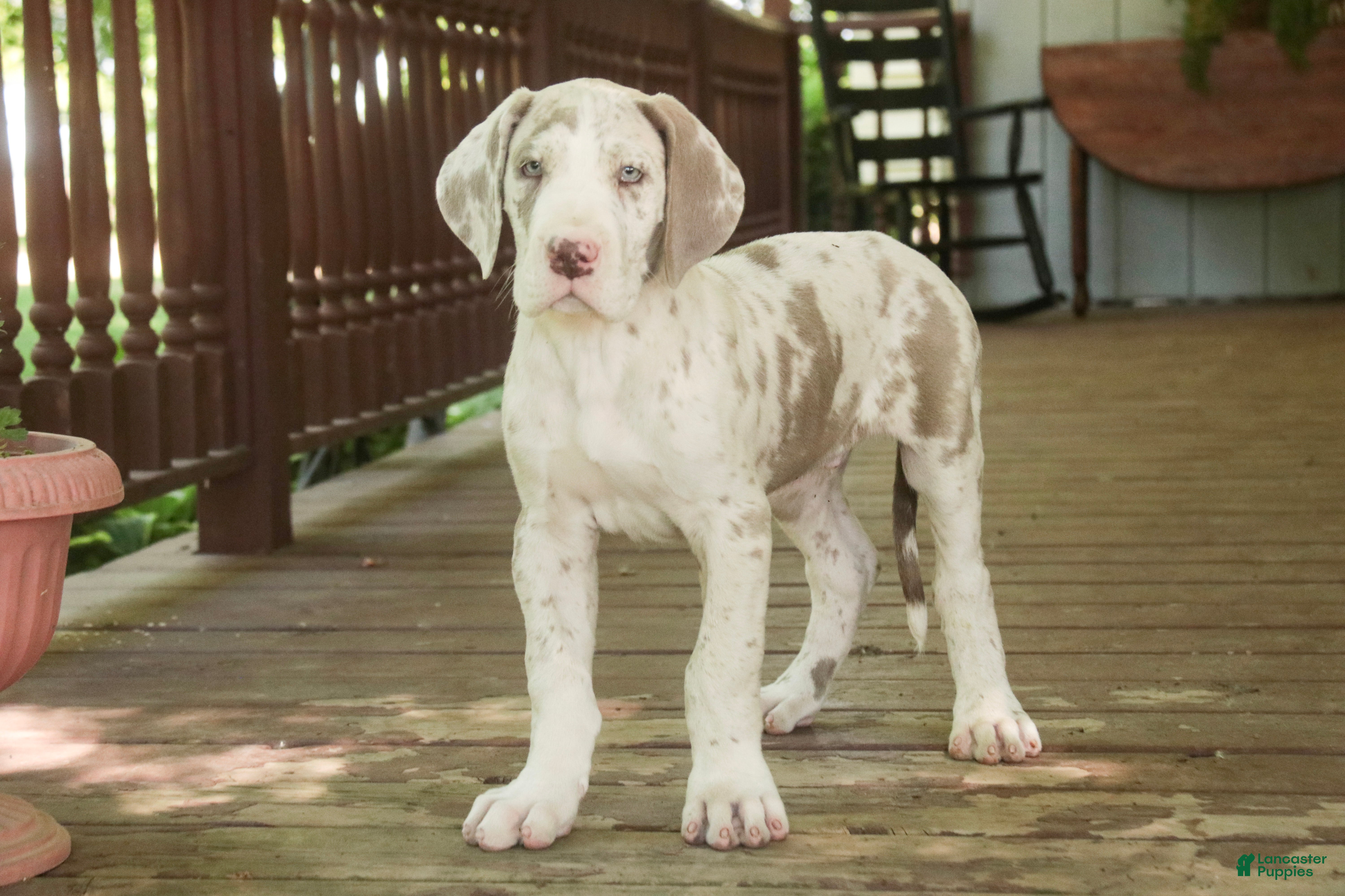 Great Dane dogs Santiago - Ad 1