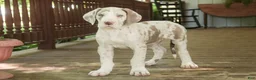 Great Dane dogs for sale: Santiago - Ad 1