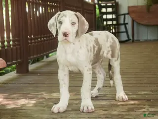 Great Dane dogs for sale: Santiago - Ad 1