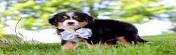 Mini Bernedoodle dogs for sale: Jimminy Cricket - Ad 5
