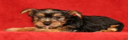 Yorkshire Terrier dogs for sale: Hunter - Ad 5