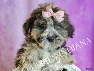 Toy Poodle dogs Ivy - Ad 18