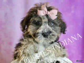 Toy Poodle dogs Ivy - Ad 30