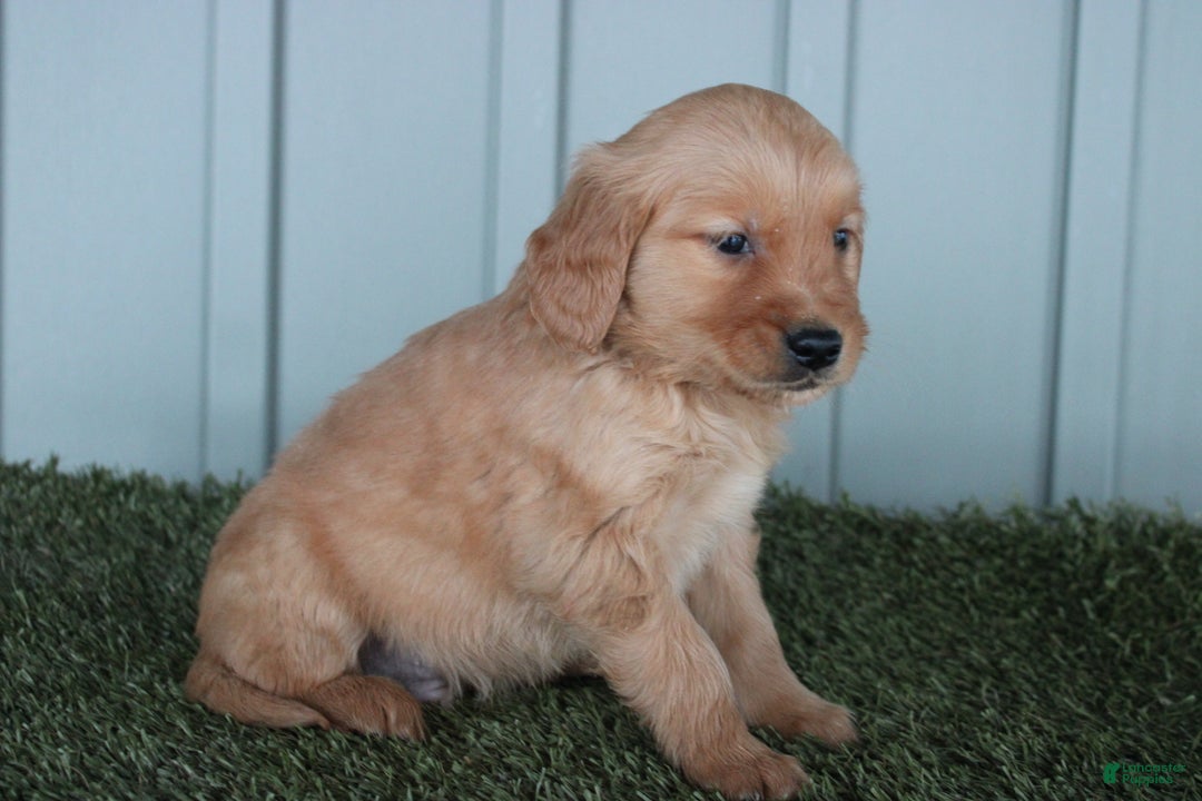 Golden Retriever dogs for sale: Golden Retriever Puppy Chase - Ad 5