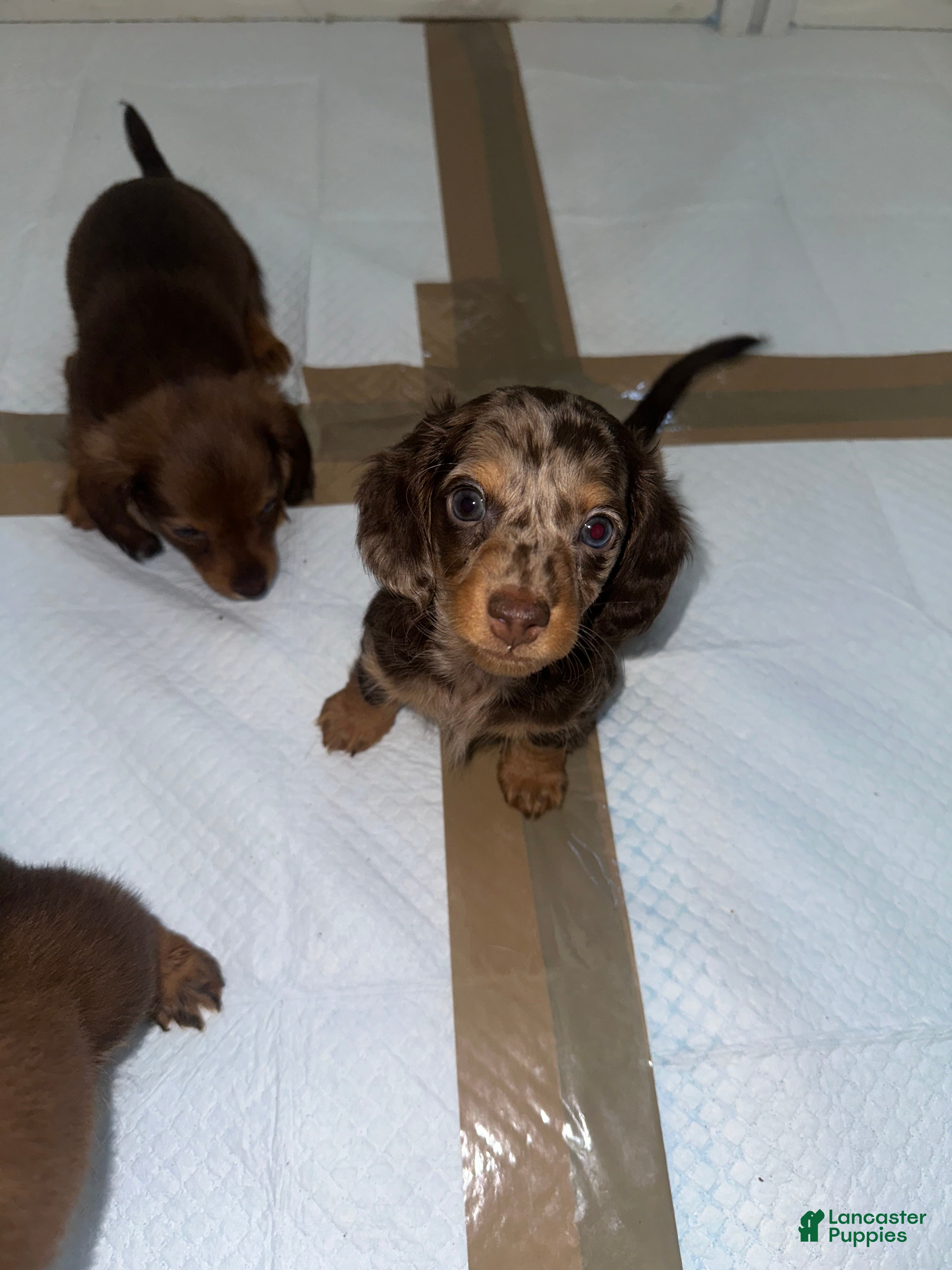 Miniature Dachshund dogs Cookie - Ad 42