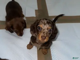 Miniature Dachshund dogs Cookie - Ad 42