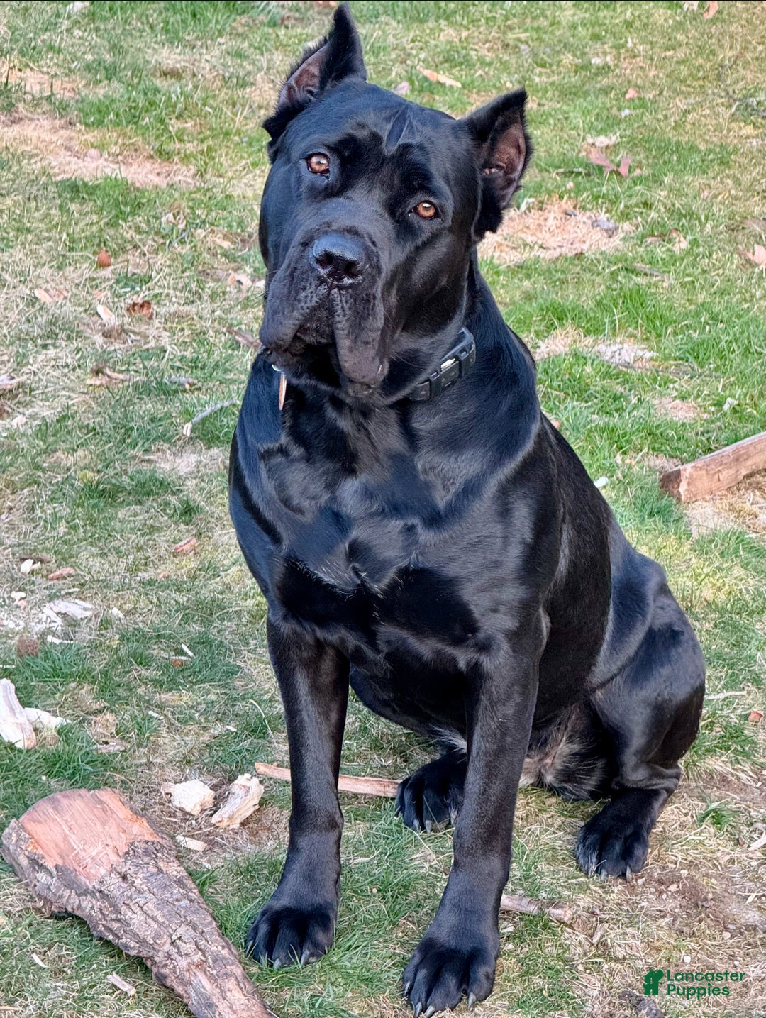 Full Grown Female Cane Corso Cane Corso Dog Full Grown Cane Corso