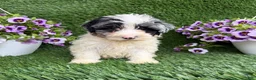 Mixed Breed dogs for sale: Baylor - Ad 2