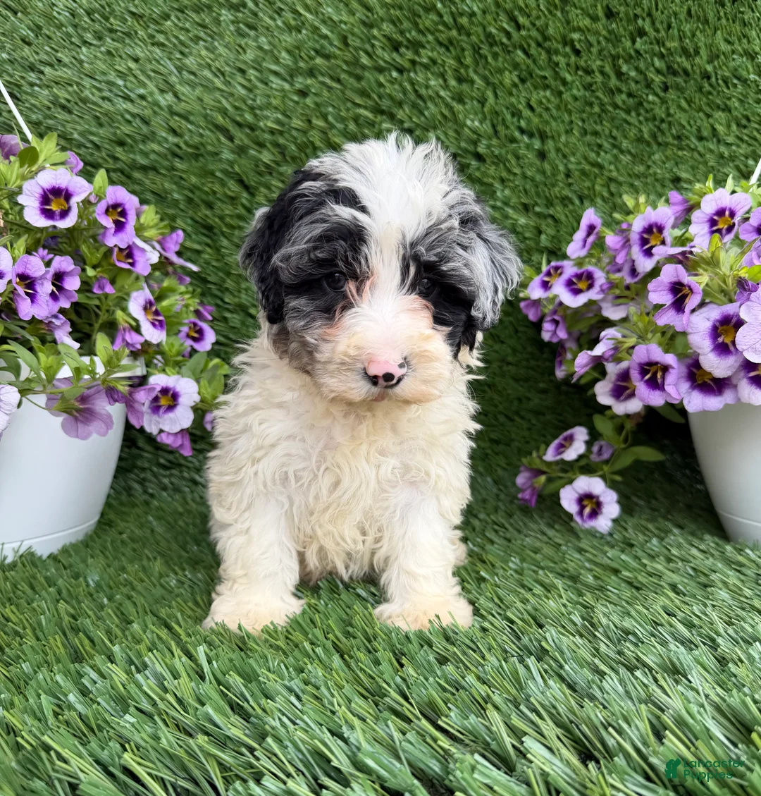 Mixed Breed dogs for sale: Baylor - Ad 2