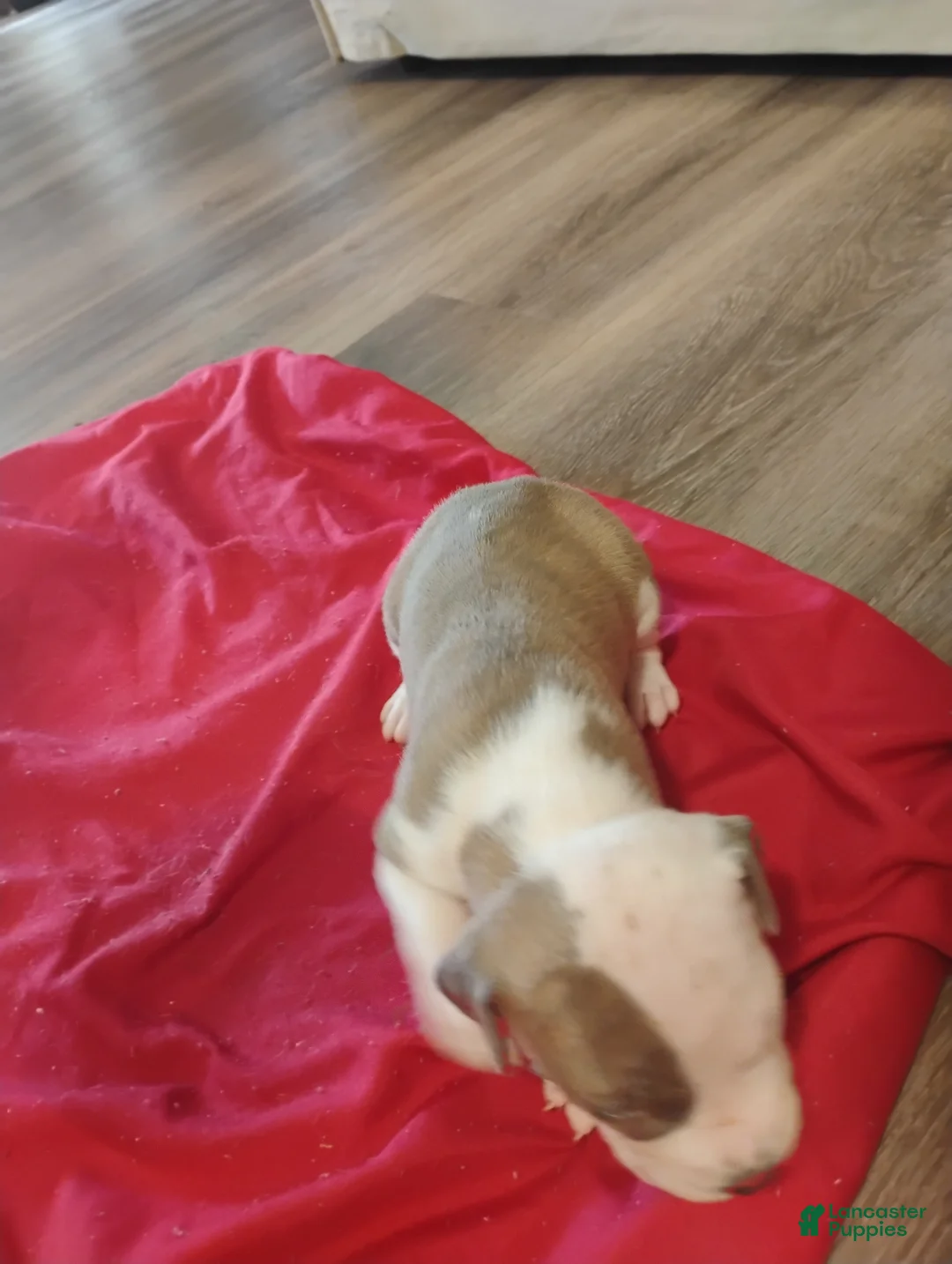American Pit Bull Terrier dogs for sale: American Pit Bull Terrier 4 - Ad 1