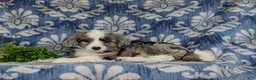 Aussiedoodle dogs for sale: Shayne Adult wt 16 lbs - Ad 4
