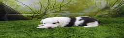 Miniature Australian Shepherd dogs for sale: Irene - Ad 2