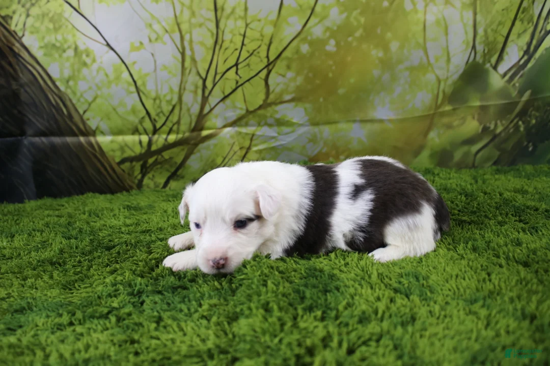 Miniature Australian Shepherd dogs for sale: Irene - Ad 2