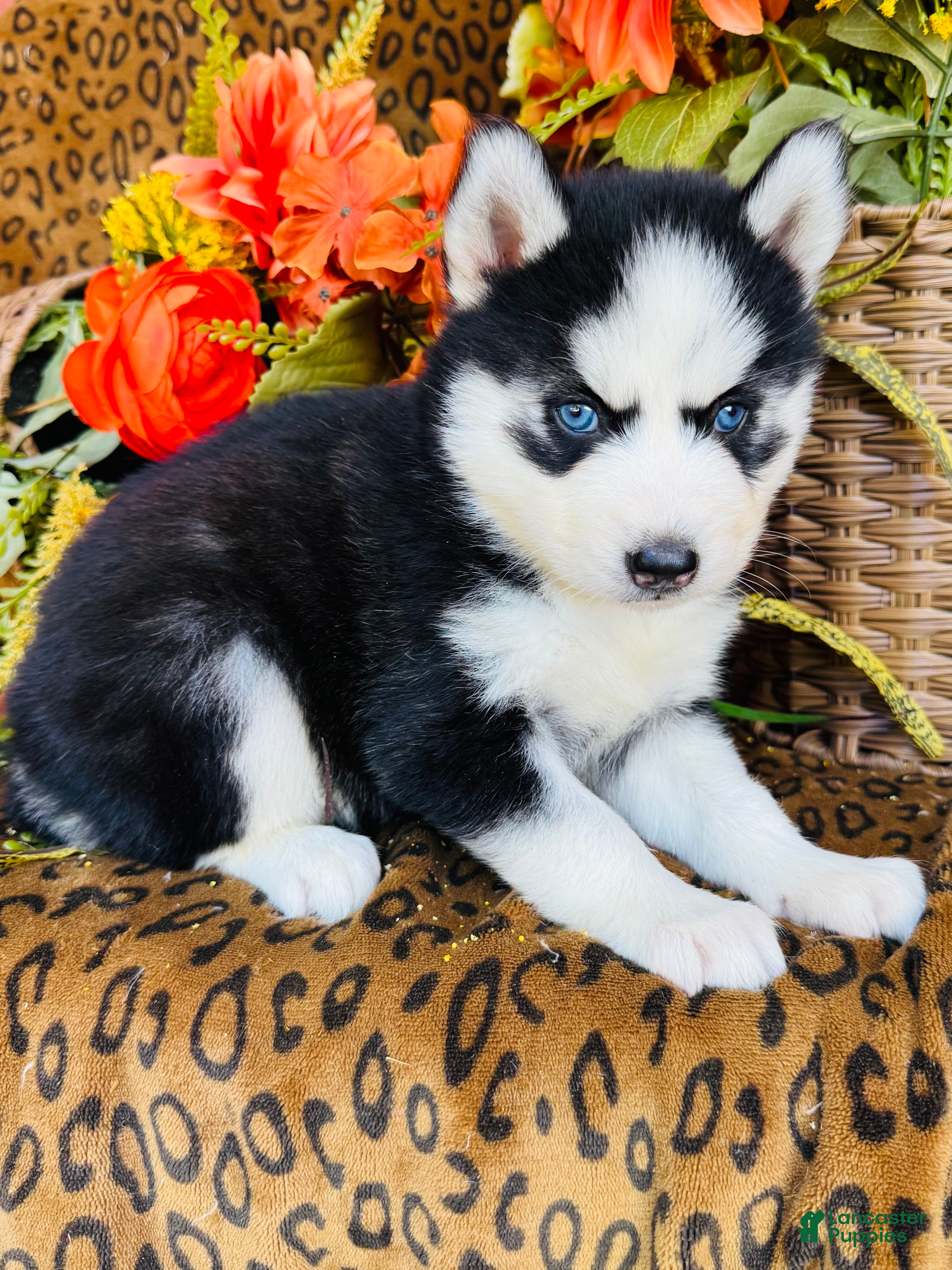 Siberian Husky dogs for sale: Sierra - Ad 2