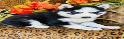Siberian Husky dogs for sale: Sierra - Ad 2