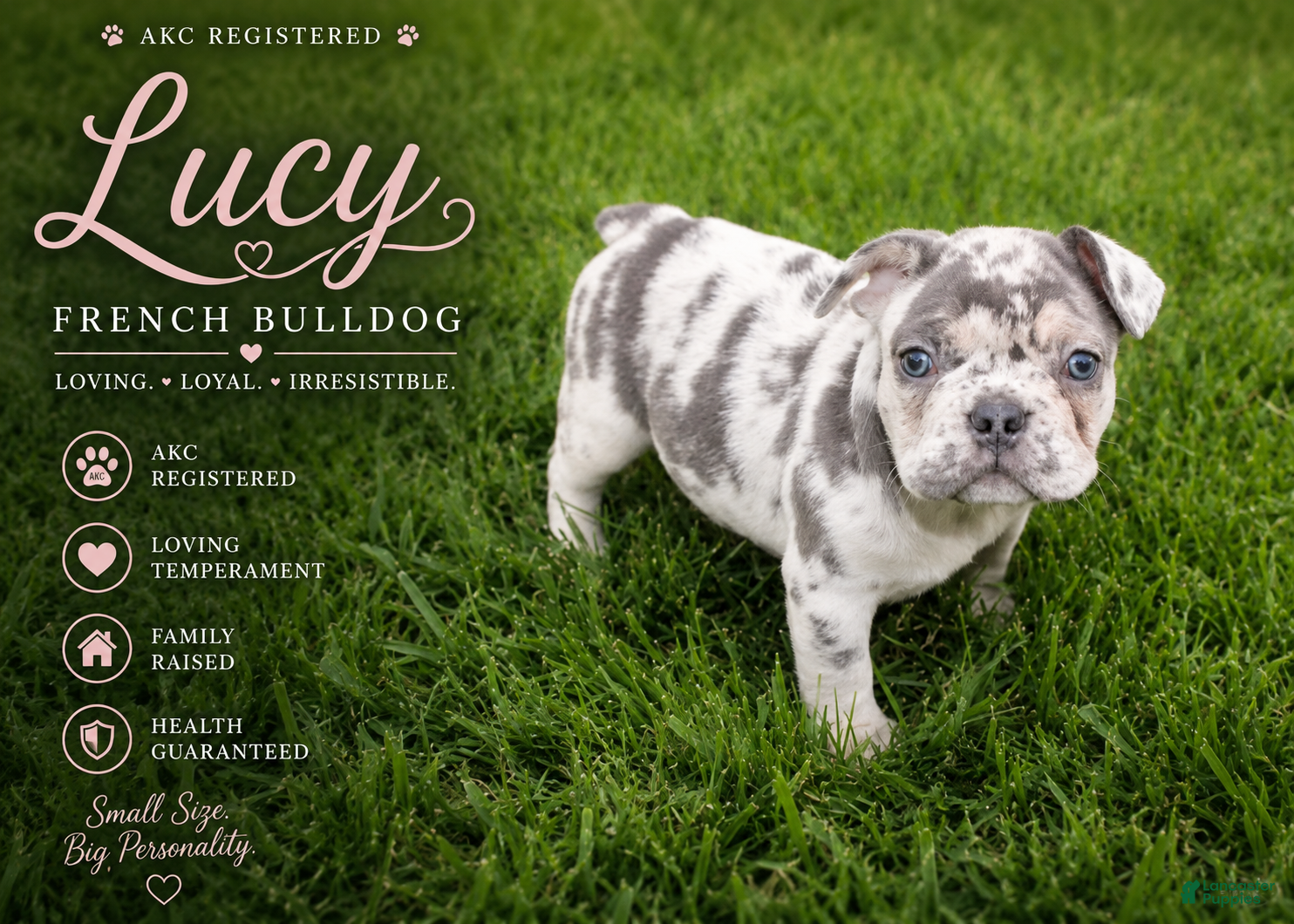 French Bulldog dogs Lucy - Ad 1