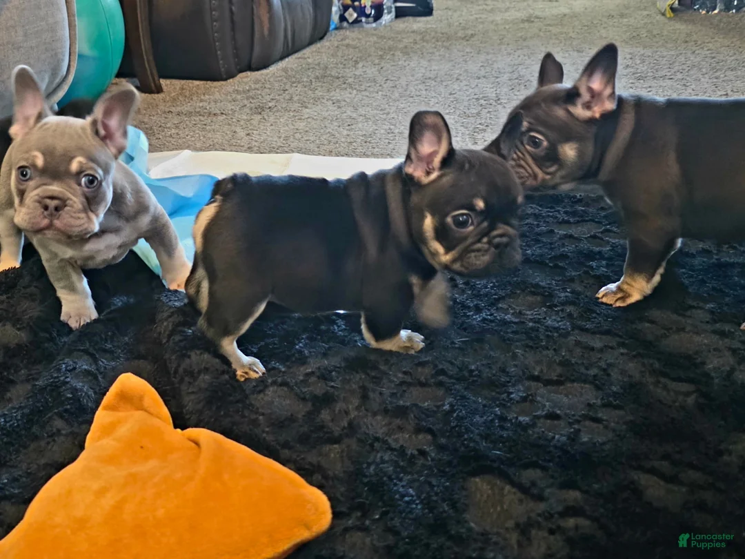 French Bulldog dogs for sale: Lucy - Ad 2