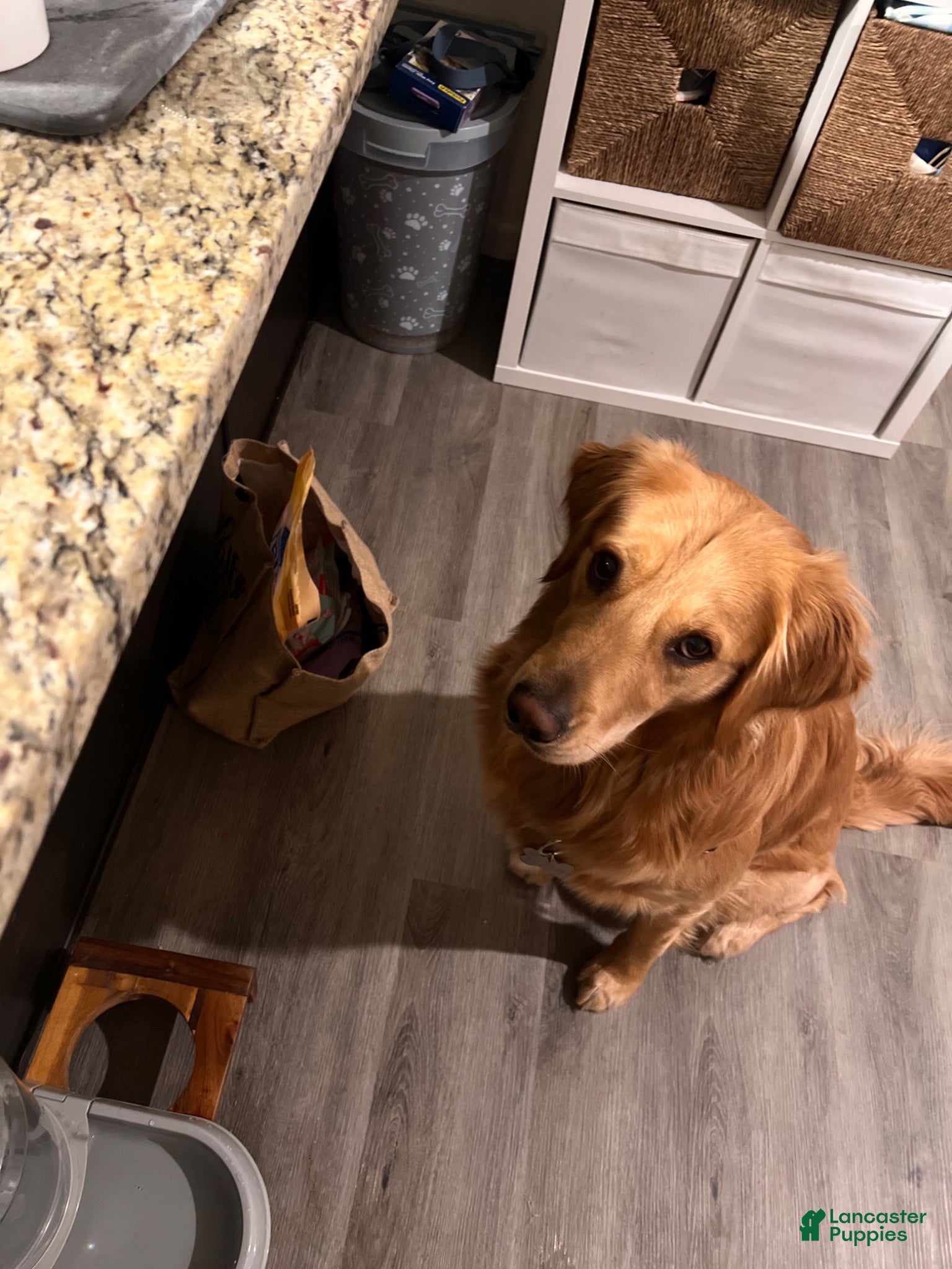 Golden Retriever dogs Dobby - Ad 17