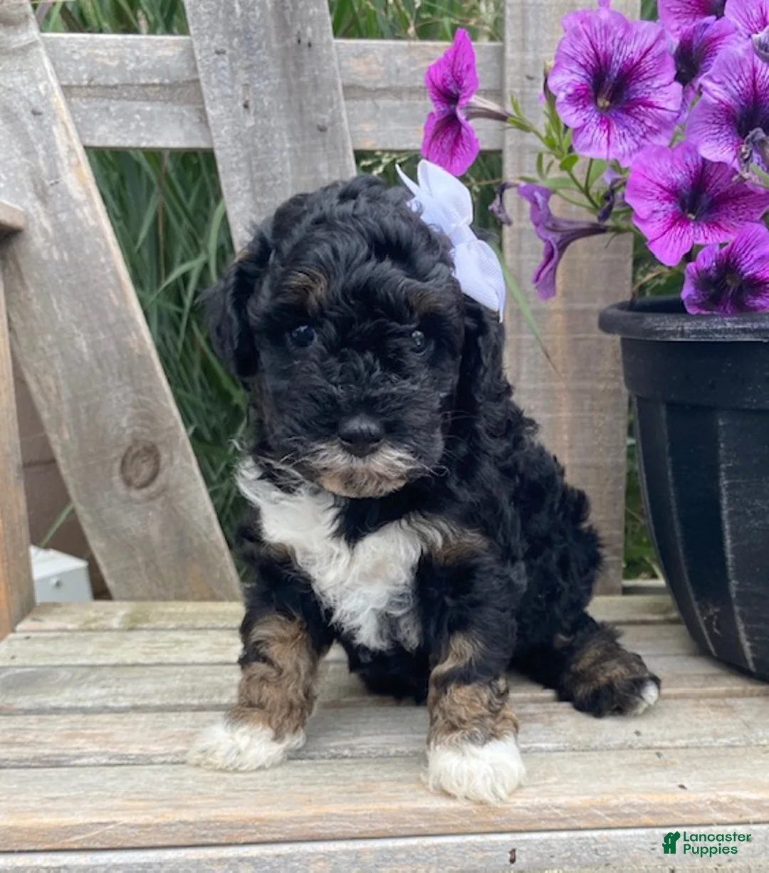 Cavapoo dogs for sale: Lucy - Ad 1