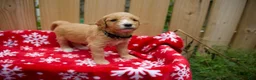 Goldendoodle dogs for sale: Ebony - Ad 6