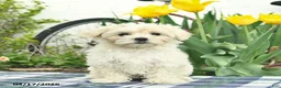 Morkie dogs for sale: Siesta - Ad 5