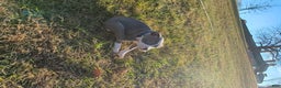 American Bully dogs for sale: Classic  - Ad 15