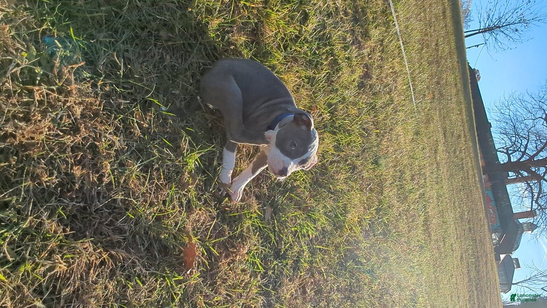 American Bully dogs for sale: Classic  - Ad 15