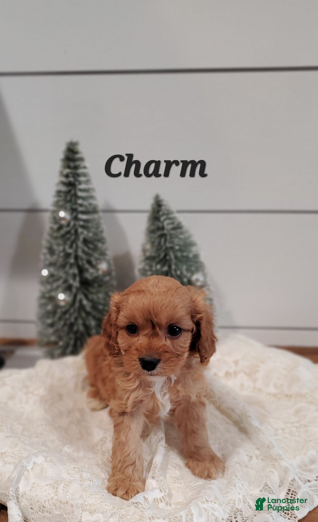 Cavapoo dogs for sale: Charm - Ad 5