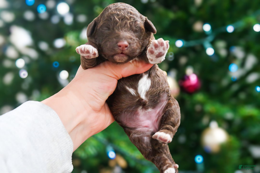 Lagotto Romagnolo dogs for sale: female 1 - Ad 2