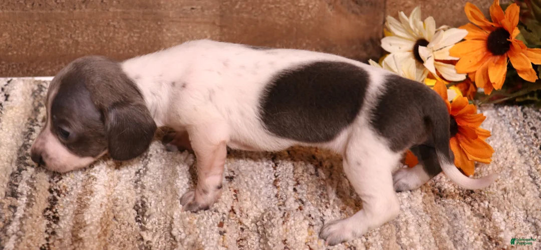 Miniature Dachshund dogs for sale: Petal blue/tan pied smooth f - Ad 2