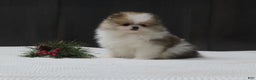 Pomeranian dogs for sale: DASSY - Ad 1