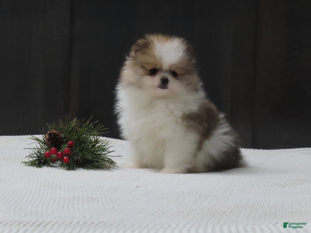 Pomeranian dogs for sale: DASSY - Ad 1